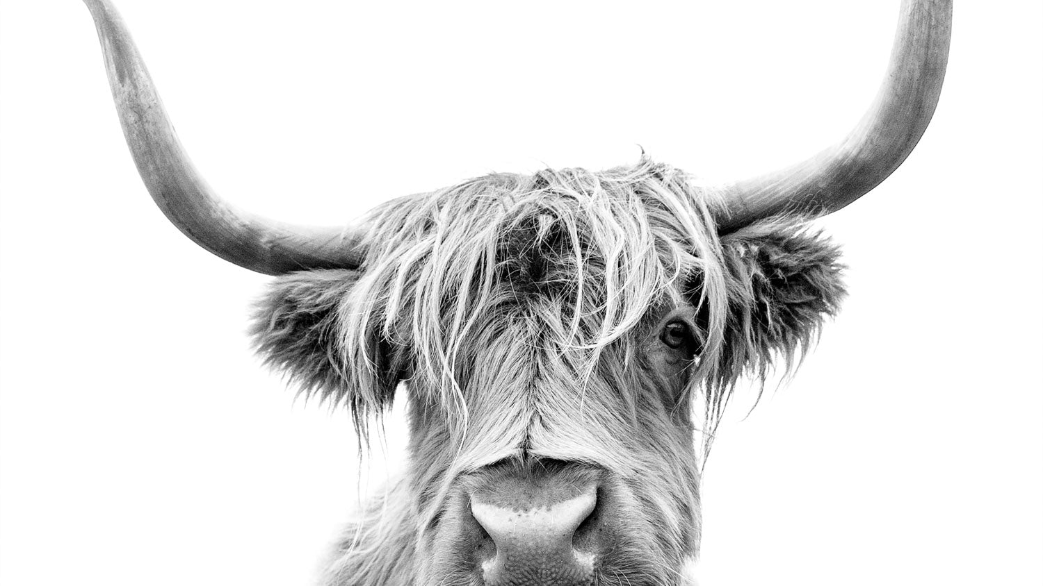 All-white elegant photoshoot setup